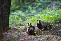 Dachs - Zum Vergroessern klicken!
